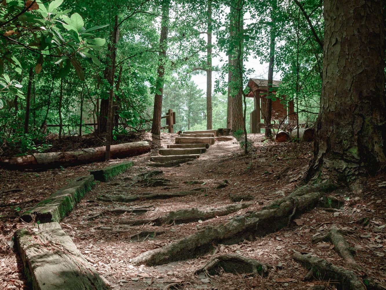 Forest pathway with wooden steps through wooded terrain