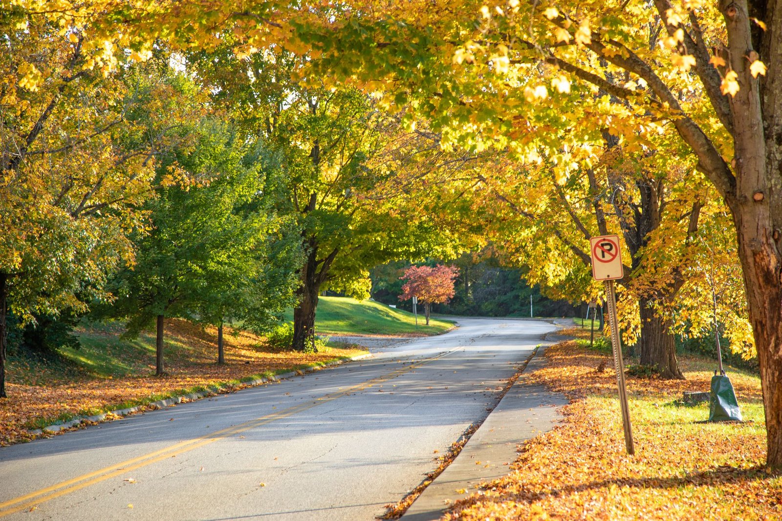 Tree-lined road covered in golden autumn leaves