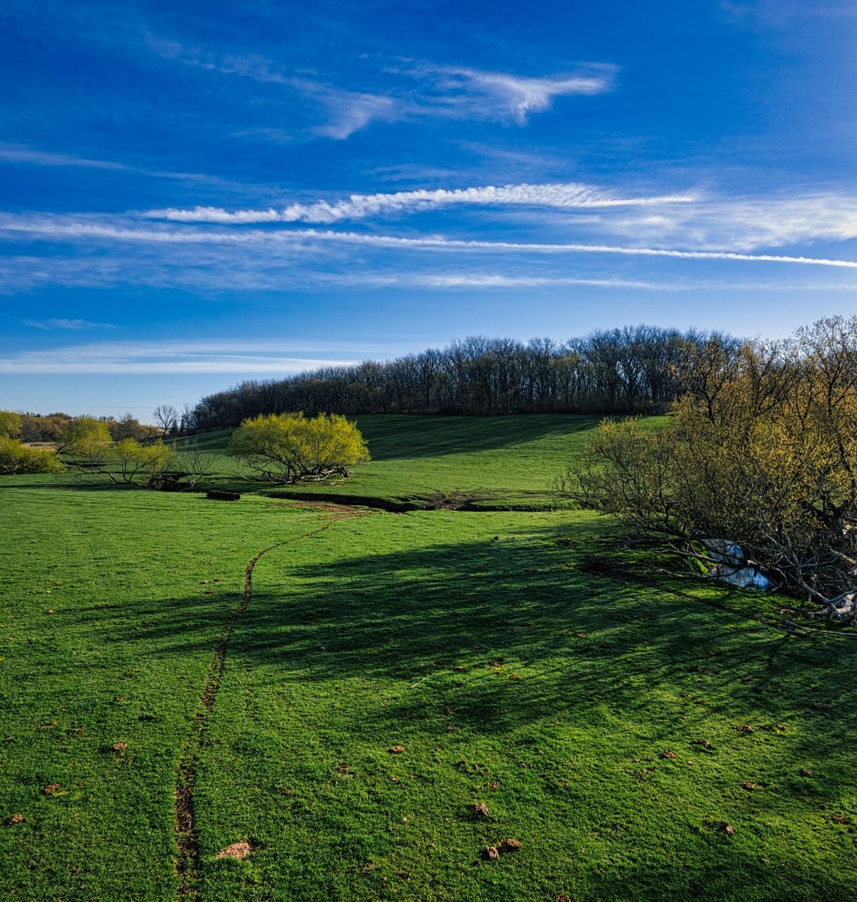 Green field under a blue sky in spring