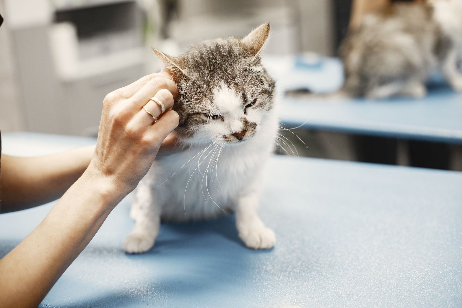 Veterinarian examining a cat during a wellness visit at an animal clinic