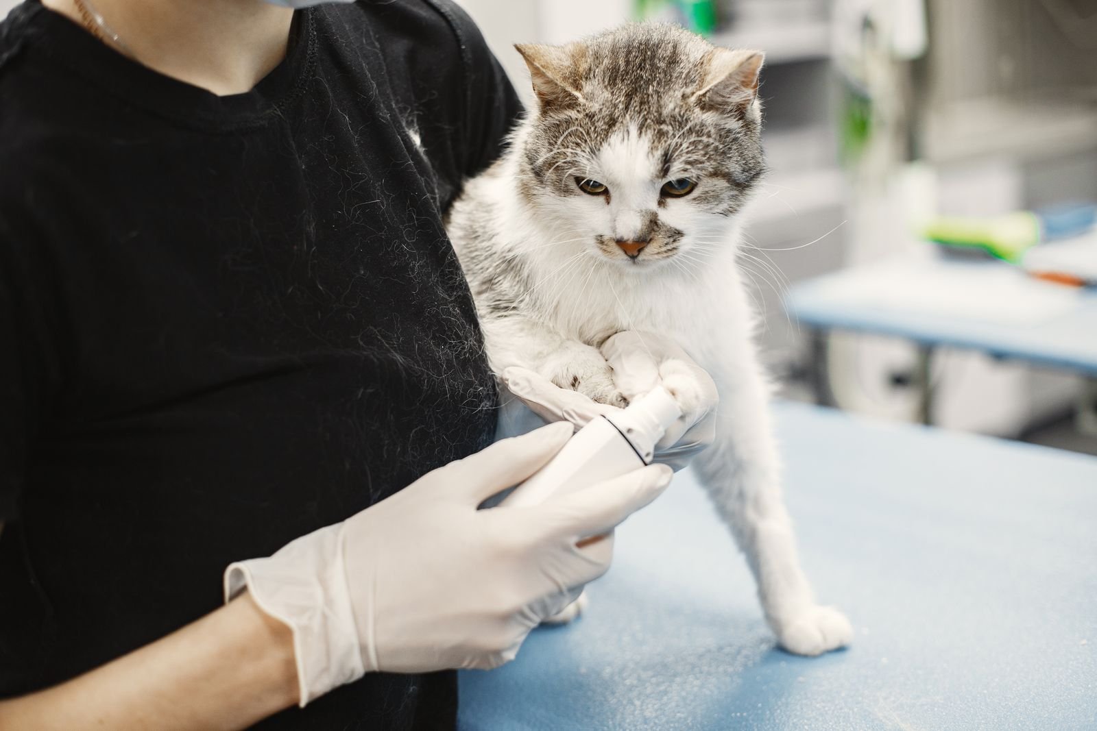 Veterinary staff examining a cat during a wellness visit
