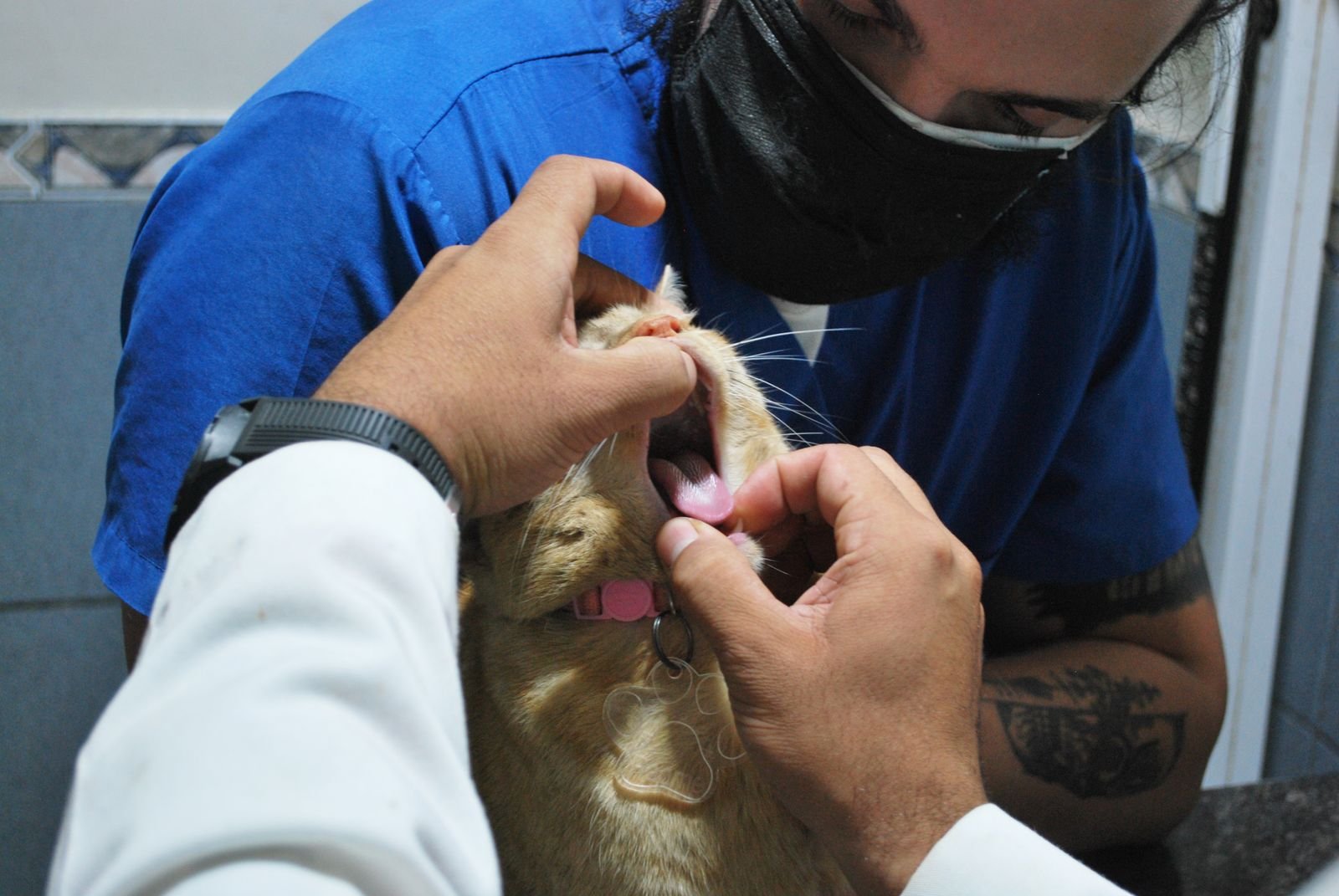 Veterinarian checking a cat teeth during a dental exam