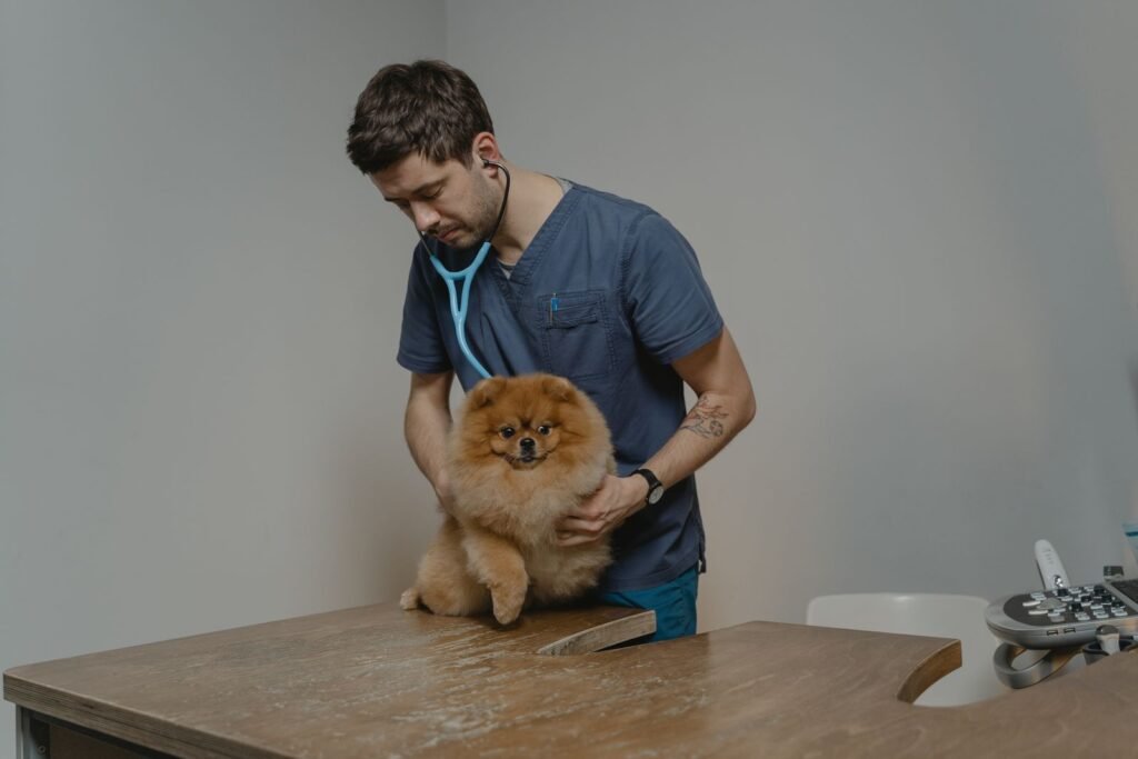 Veterinarian using a stethoscope to examine a small dog at Holmes Animal Clinic in Algona, Iowa