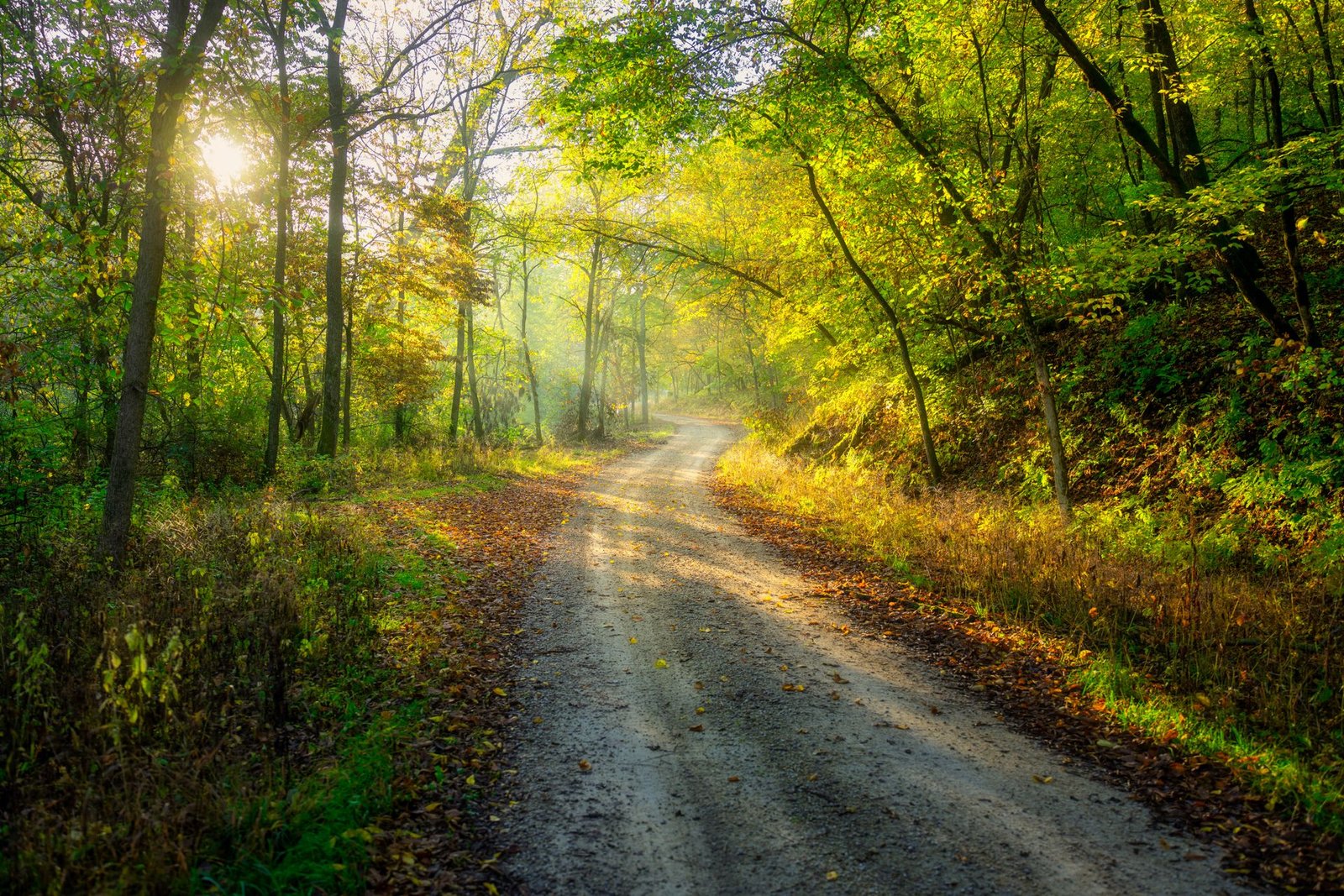 Sunlit dirt trail through a wooded park