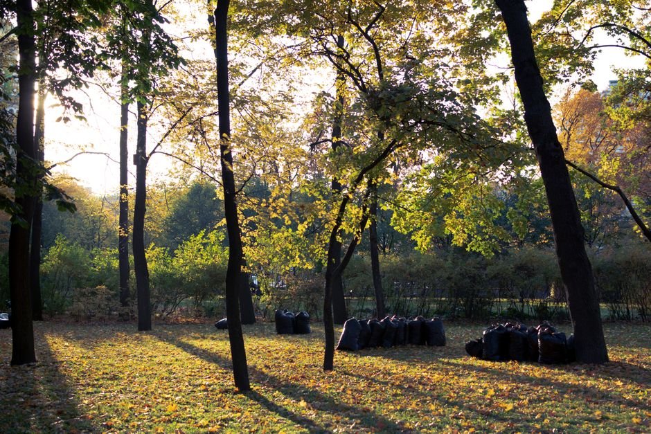 Bagged yard waste piled under trees on a sunny fall day